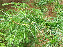 Sciadopitys verticillata в близък план