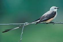 Oklahoma's staatsvogel de schaarstaartvliegenvanger