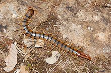 Scolopendra cingulata , stonožka, ve Francii