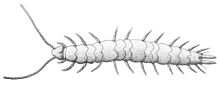 Scutigerella immaculata, symfylan