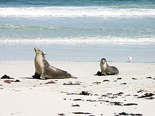 Seal Bayn Australian merileijonat