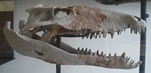 Schädel von Sebecus icaeorhinus