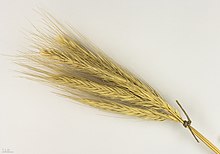 Secale cereale  