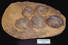 Exponát segnosauřího hnízda s dinosauřími vejci