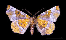 Selenia tetralunaria