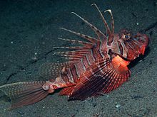 Bluefin firefish (Parapterois heterura)