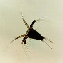 личинка креветки nauplius larva