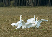 Der Singschwan (Cygnus cygnus) ist die Typusart der Gattung Cygnus (Schwäne). Die Gattung enthält auch andere Schwäne.