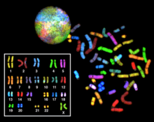 female karyotype