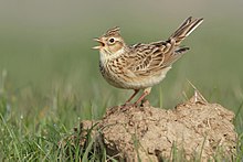 Singing skylark (Alauda arvensis)