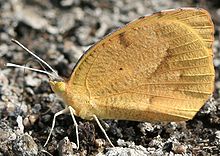 O portocală somnoroasă (Eurema nicippe) care se bălăcește.
