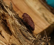 Limahome Stemonitis fusca Skotlannissa.