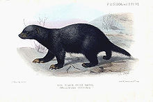 Svart råtta (M. c. cottoni)  