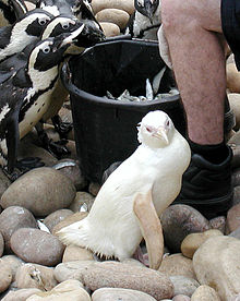 Penguin Afrika Albino