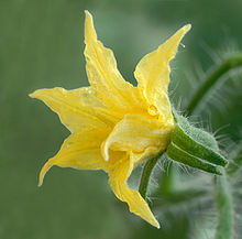 Tomato Blossom