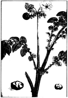imagine de Clusius (1583)  