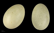 Somateria mollissima  