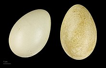 Somateria spectabilis