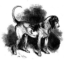 Anjing Southern Hound diperkirakan merupakan nenek moyang Beagle