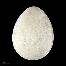 Spheniscus demersus