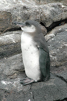 Pingüino de Galápagos, (Spheniscus mendiculus)  