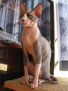 Sphynx-Katze, die für die Kamera posiert