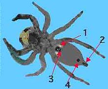 1. Kniha plic, 2. Spinnerets, 3. Epigynum, 4. tracheální spiracle  
