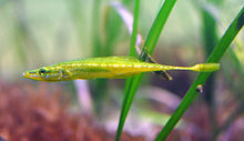 Sea stickleback (Spinachia spinachia)
