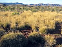 Pastviny v blízkosti Macdonnell Ranges