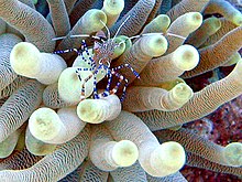 Täplikäs siivouskatkarapu, Periclimenes yucatanicus