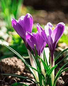 Purple crocus
