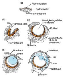 Stages of the evolution of the eye as a progression series (a) Pigment spot (b) Simple pigmented depression( c) Eye cup of abalone (d) Lenticular eye of marine snails