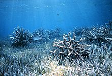 Coral