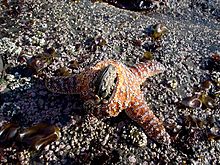 Hvězdice Pisaster ochraceus požírající mušle u přílivové tůně  