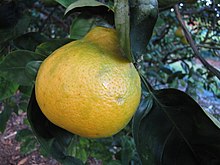 Una sola fruta  