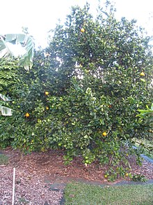 Árbol con frutos  