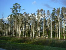 Tihe Melaleuca puistu Everglades'is