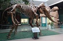 Skeletal reconstruction of Stegodon