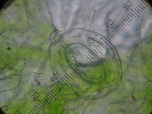 Stoma van een blad onder een microscoop