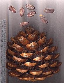 Pomme de pin en pierre avec pignons - notez deux noix sous chaque échelle de cône
