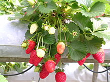 Fragaria x ananassa .  