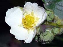 Flowering strawberry plant