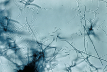 Lågkultur af en Streptomyces-art  