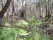 Stringybark Creek, Victoria