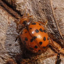 Twenty-four spot (Subcoccinella vigintiquatuorpunctata)