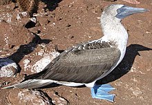 Booby de pés azuis.