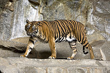 Sumatran
