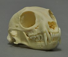 Skull (Collection Museum Wiesbaden)