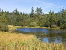 Swamp area near the Prypyat