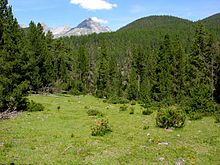 The vegetation in the Swiss National Park in Zernez (GR)